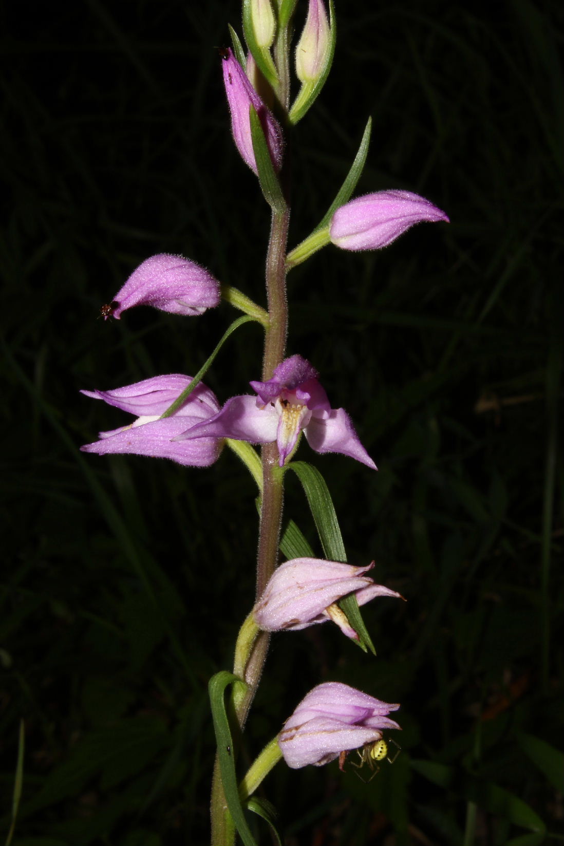 Orchidee in Val Graveglia (GE)